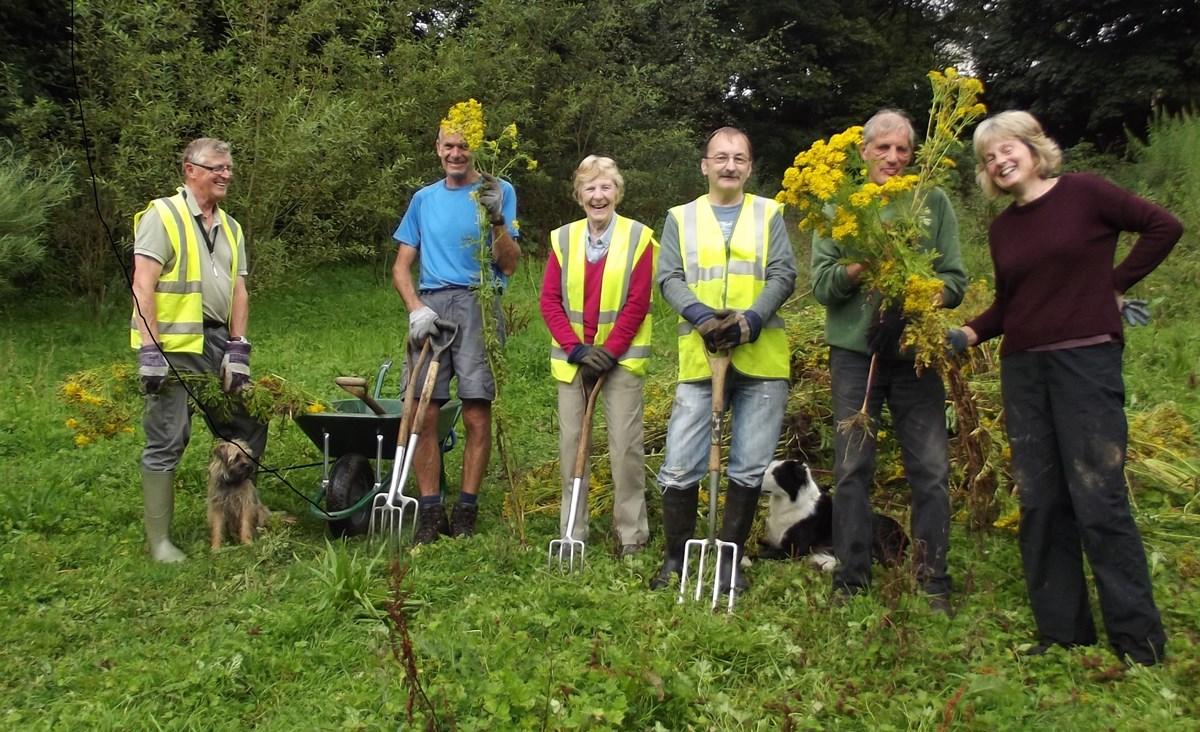 Friends of Williamson Park Ragwort